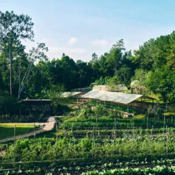 Organic garden at Blancaneaux Lodge, Belize