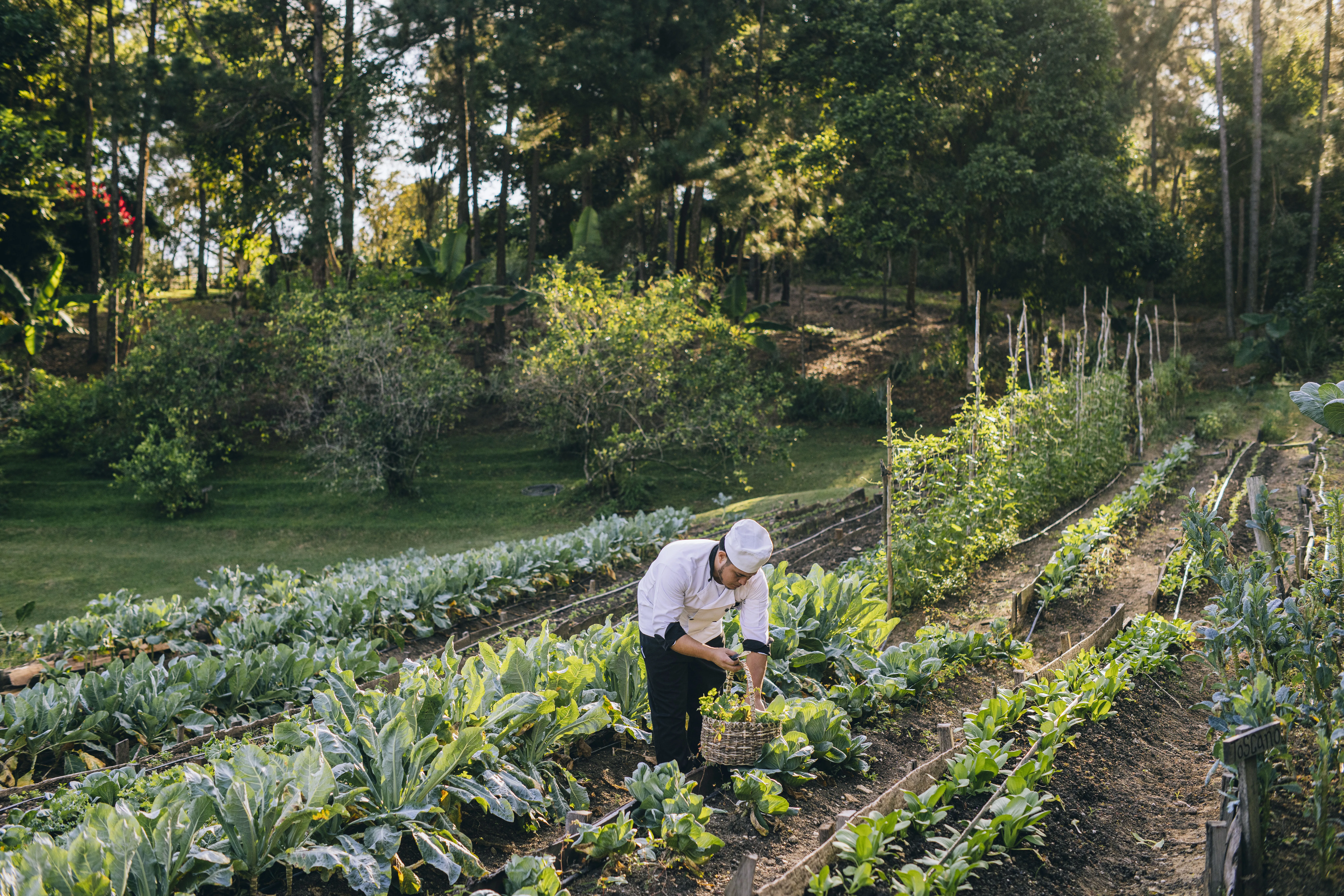 A chef selecting produce from the garden