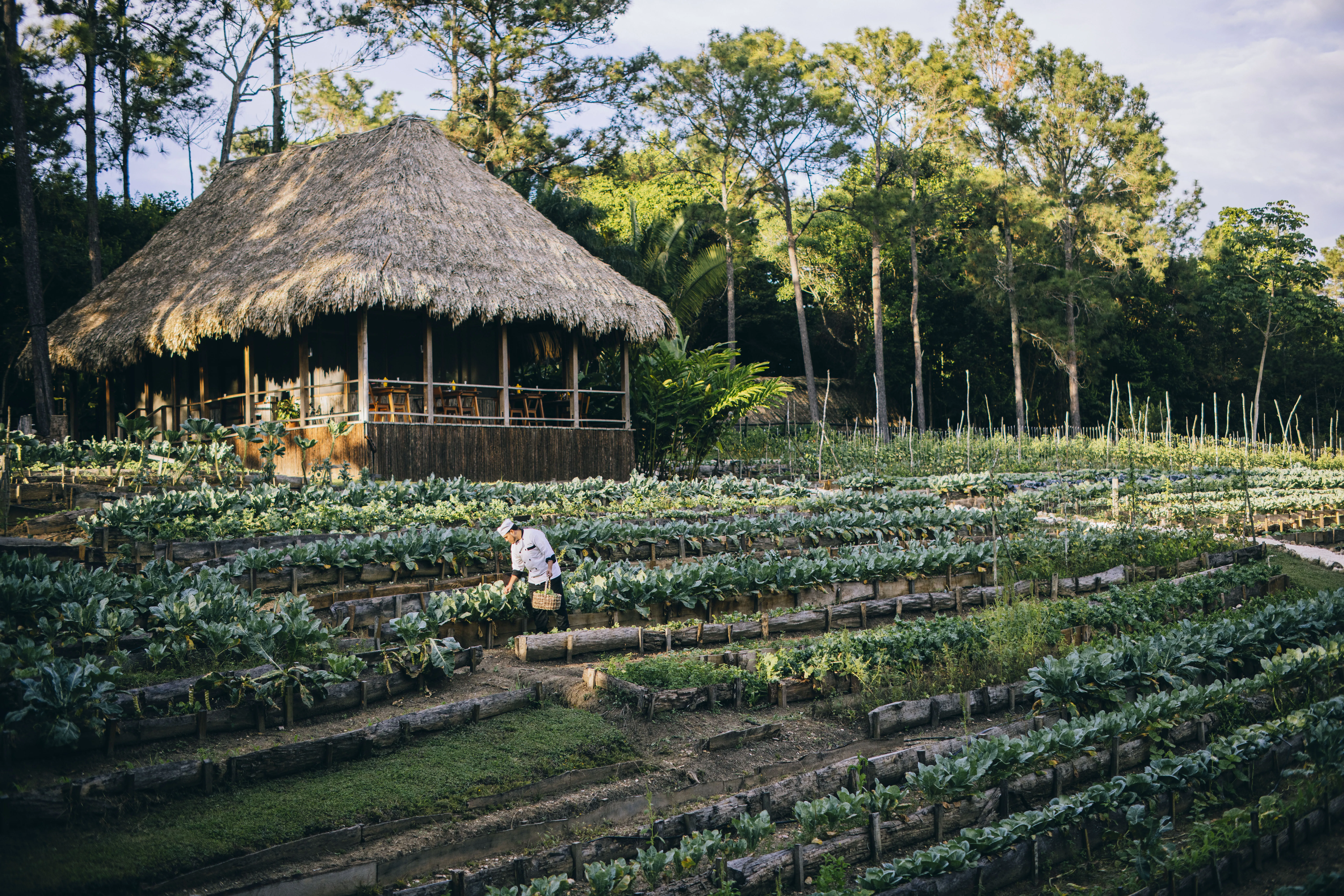 Restaurant exterior with rows of planted vegetables