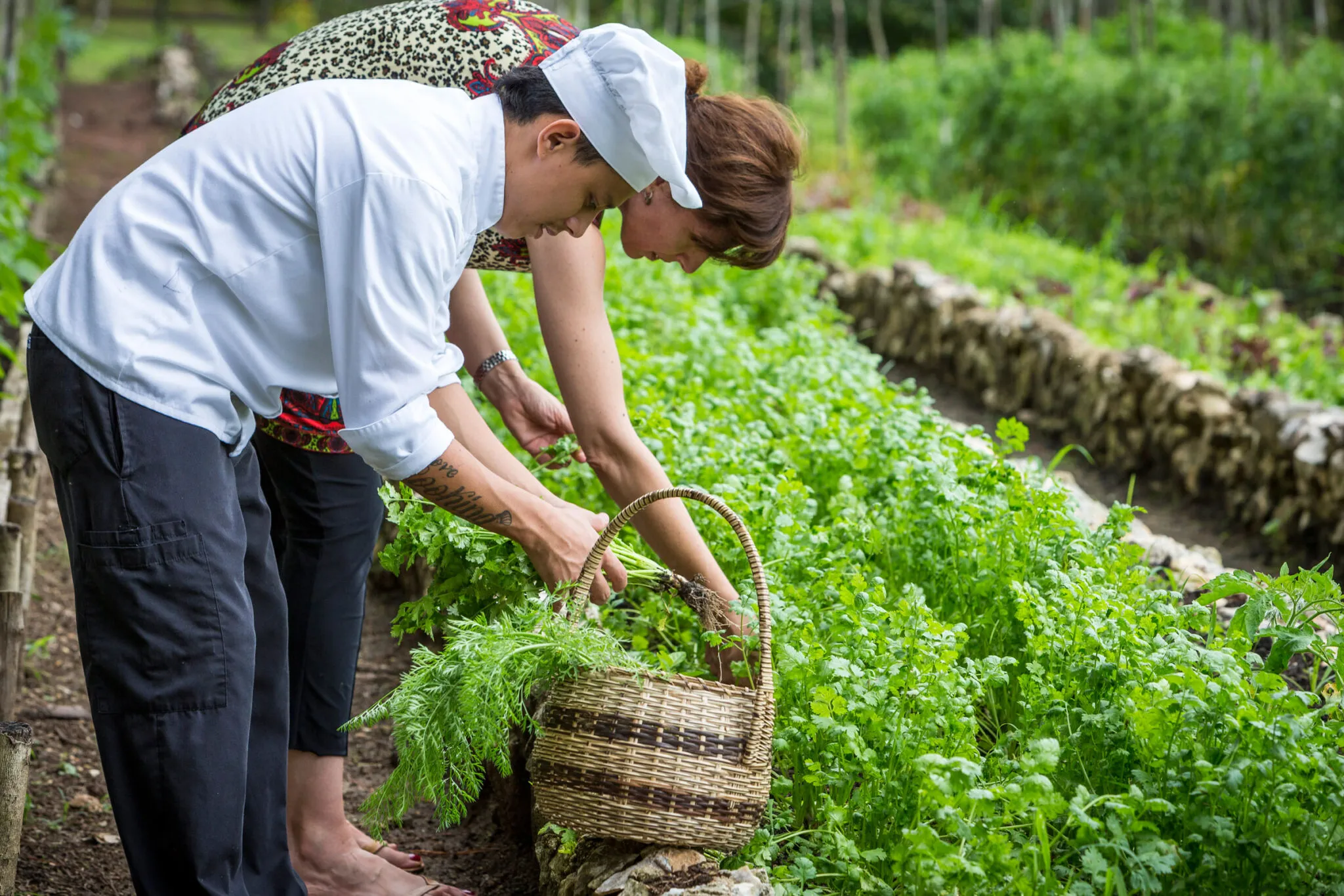 A chef and a woman pick fresh herbs in the garden