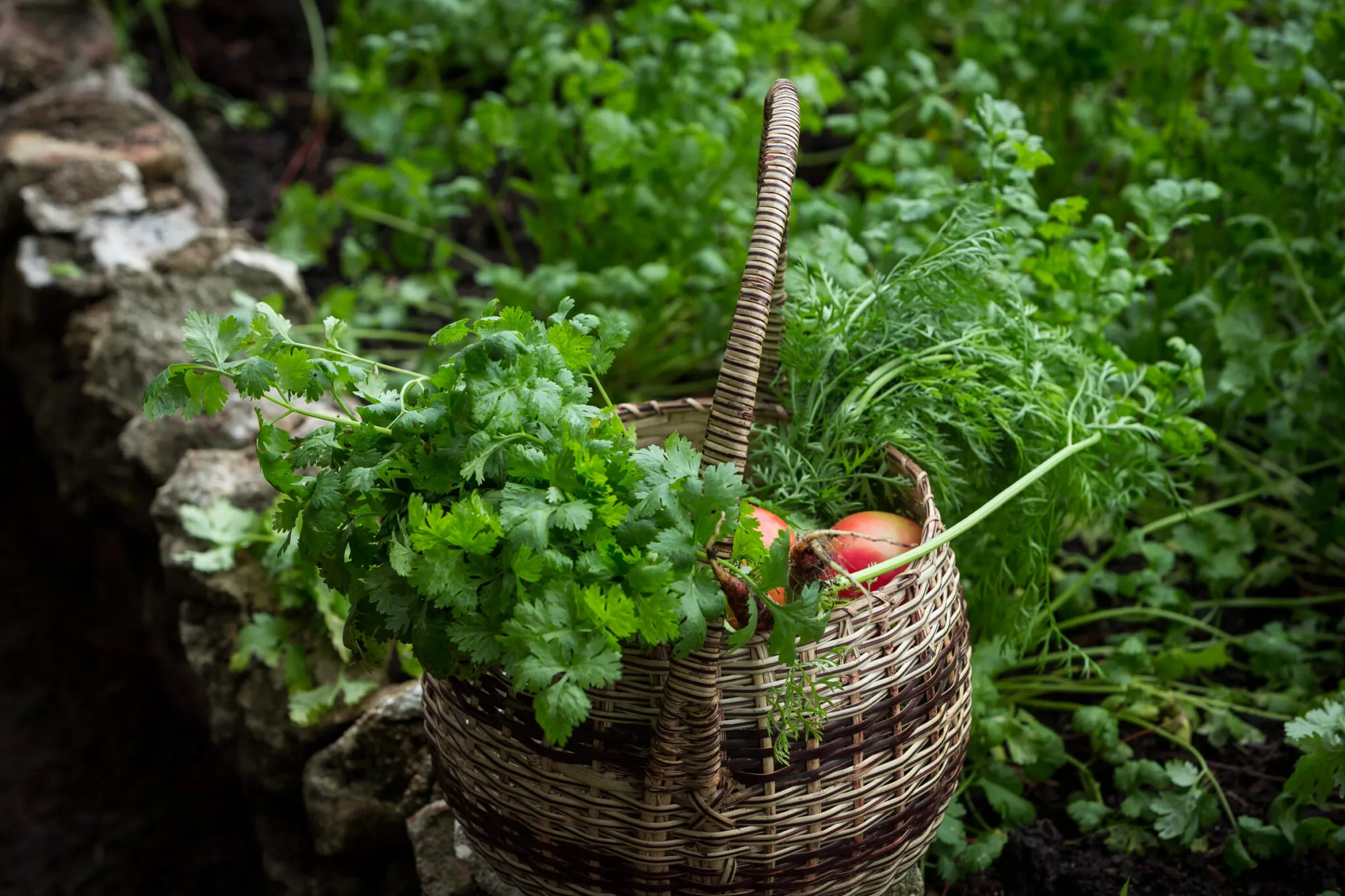 A basket overflowing with fresh herbs and fruit