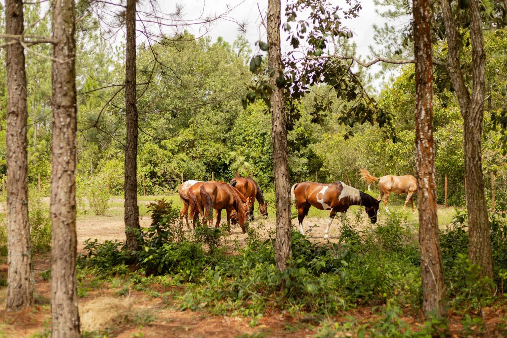 Horses grazing at Blancaneaux Lodge, Belize