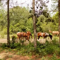 Horses grazing at Blancaneaux Lodge, Belize