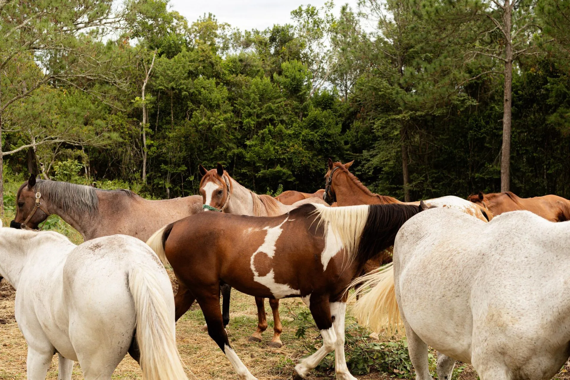 Horses grazing at Blancaneaux Lodge, Belize