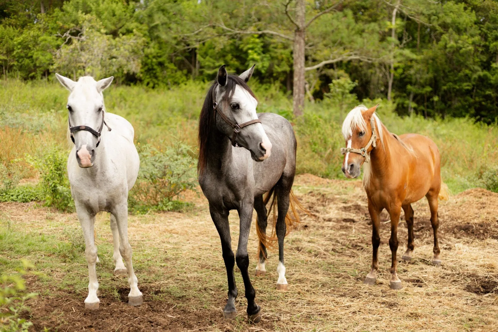 Horses at Blancaneaux Lodge, Belize