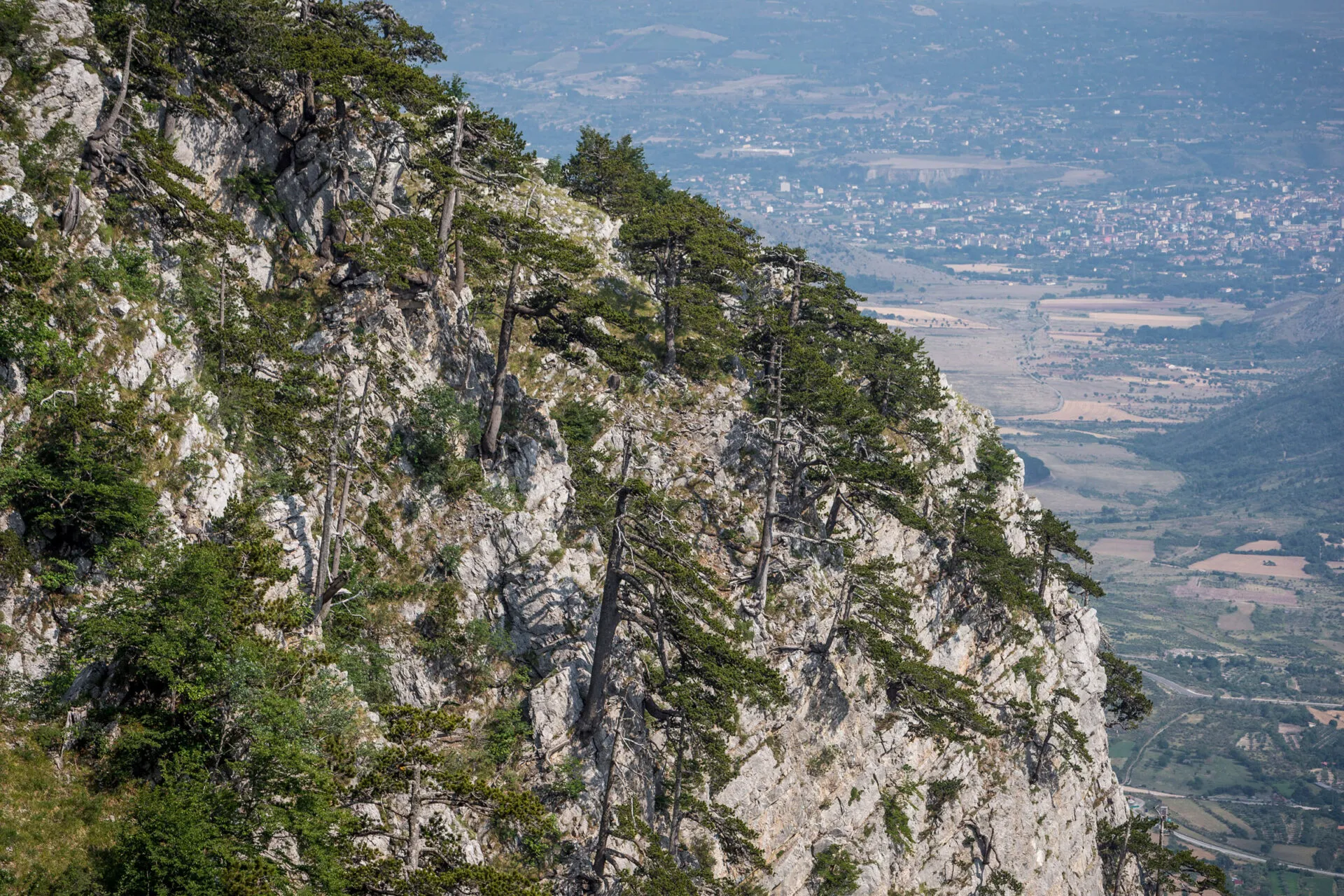 trees growing out of a stone hillside