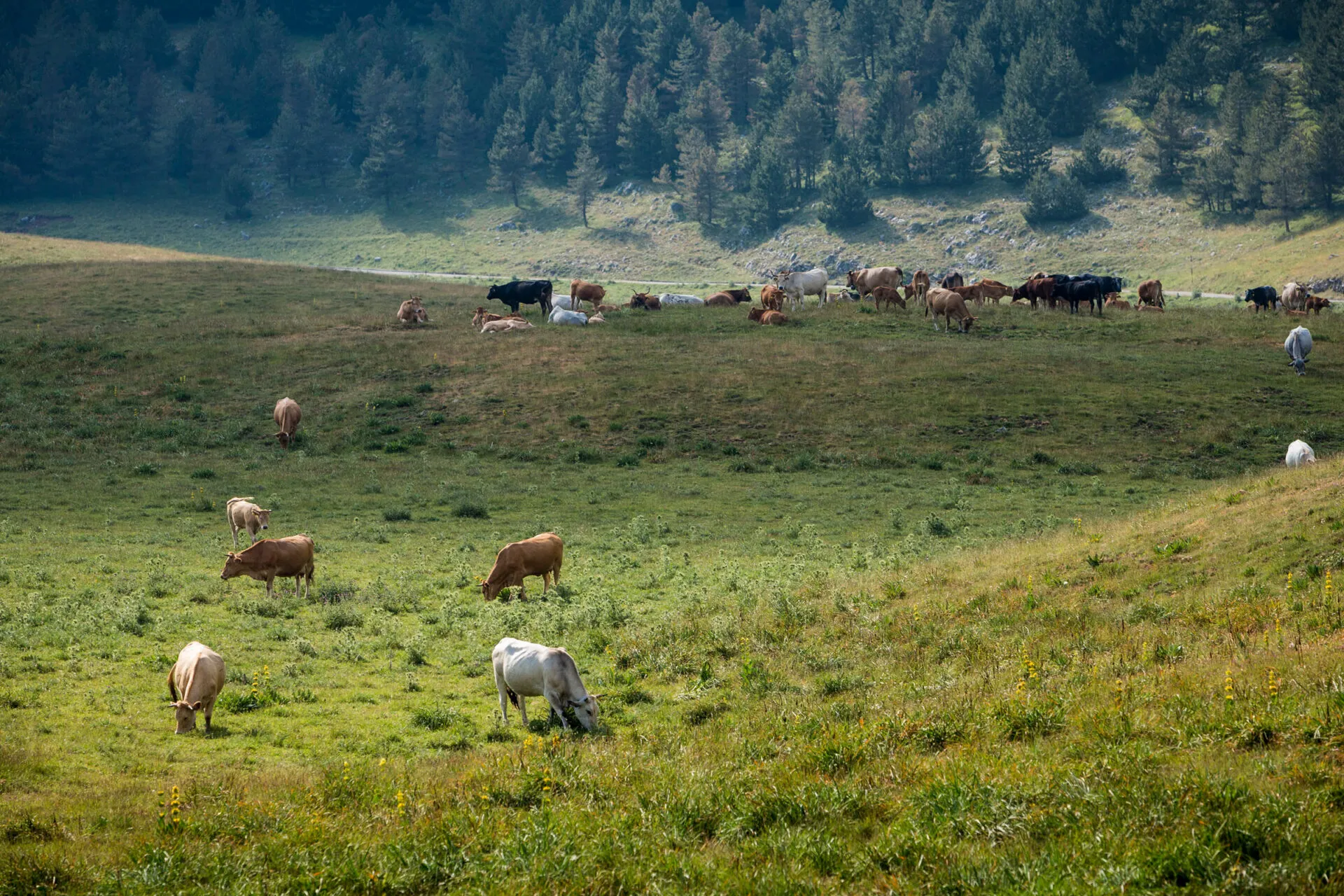 Brown and white cows graze in a valley