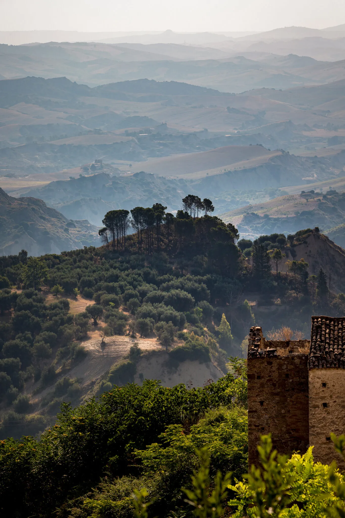 trees growing on a hill in Aliano