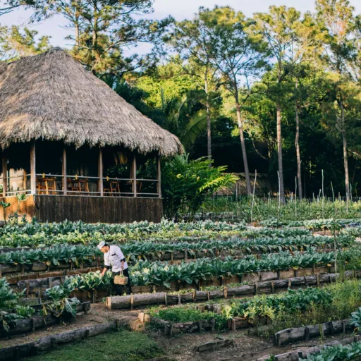 A Barefoot, Botanical Retreat at the Coppola Hideaways in Belize